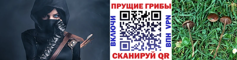 где продают   Лобня  Псилоцибиновые грибы Cubensis 